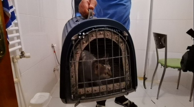 Bursa'da yavru kedinin kurtarılma anı kameralarda