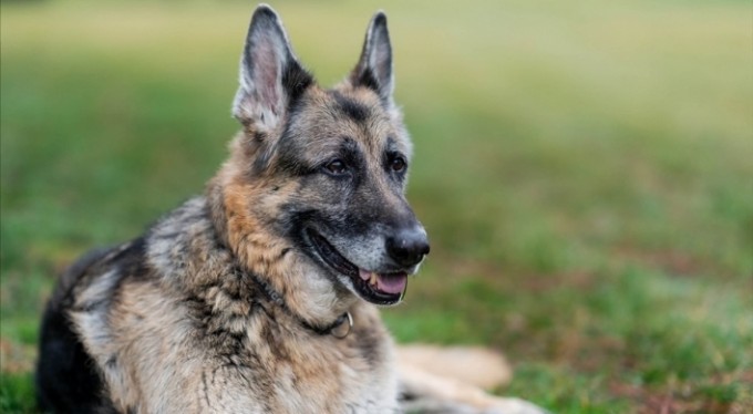 Biden ve First Lady Jill Biden'ın köpeği Champ öldü