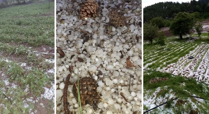 Bursa'da dolu yağışı mahsülleri vurdu