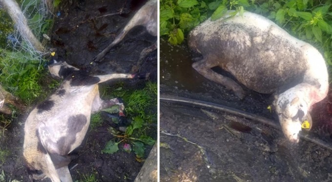 Bursa'da Kurban bayramında satmaya hazırlandığı kuzularını kurt yedi!