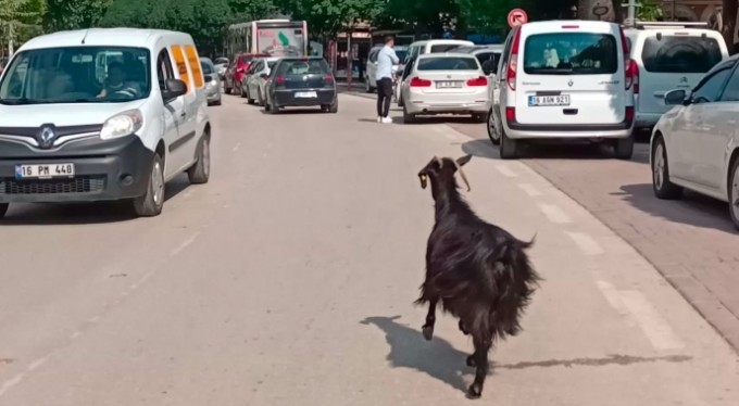 Bursa'da kurbanlık keçi firar etti