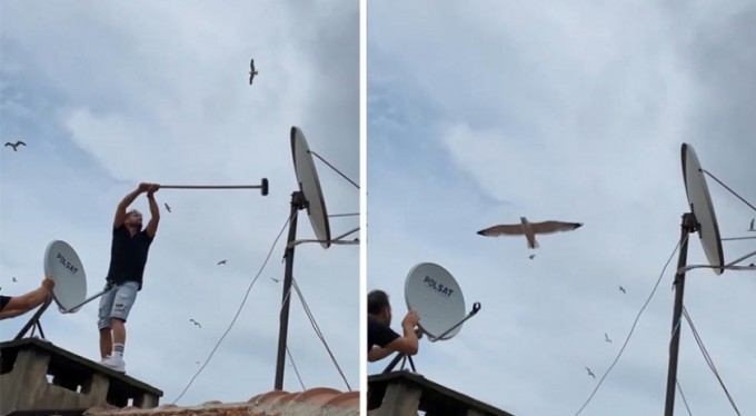 Bursa'da Martılar anten tamircisini çatıda rahat bırakmadı