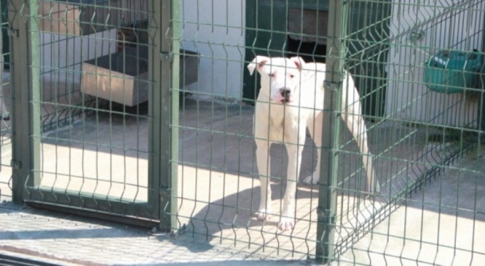 Bu köpekleri beslemenin cezası 11 bin TL