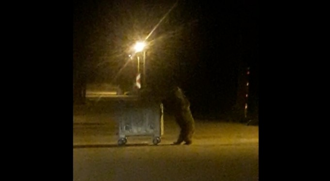 Uludağ'da ayı ailesinin karnını doyurmak için renkli anları