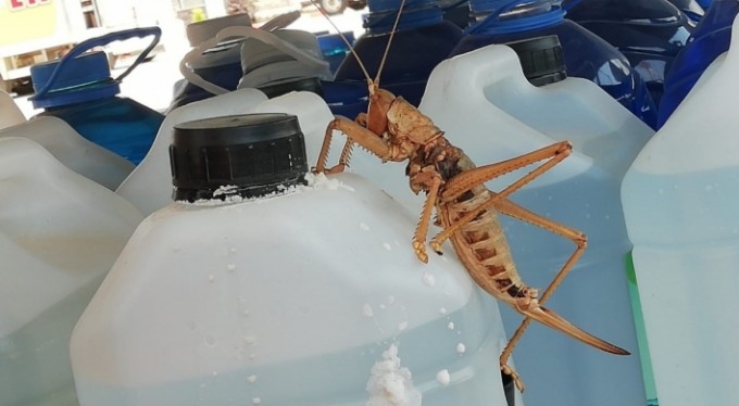 Dev çekirge görenleri şaşırttı