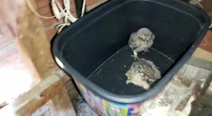 Baykuş evin küvetine yavruladı