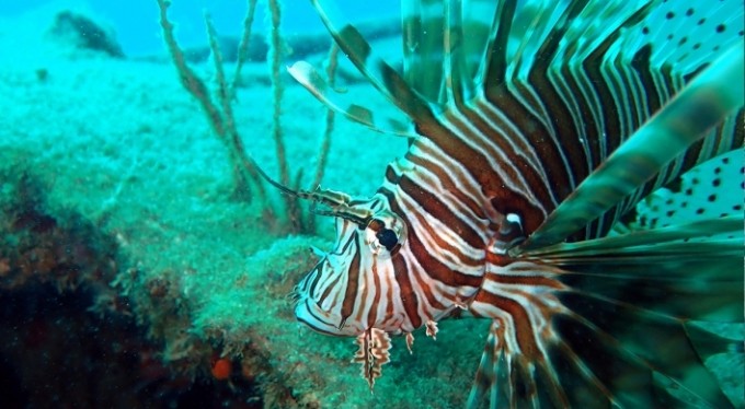 İstilacı, zehirli aslan balığı Akdeniz'i tehdit ediyor