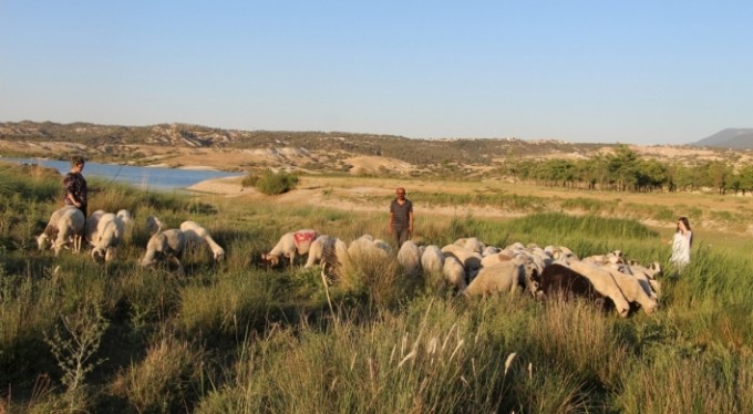 Çoban değil, Birleşmiş Milletler gibi aile