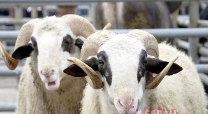 Kurban Bayramı tatili 11 gün olacak iddiası!