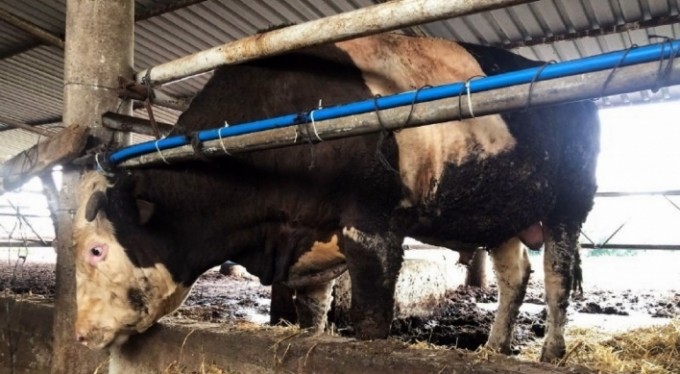 1 ton 300 kiloluk kurbanlık alıcısını bekliyor