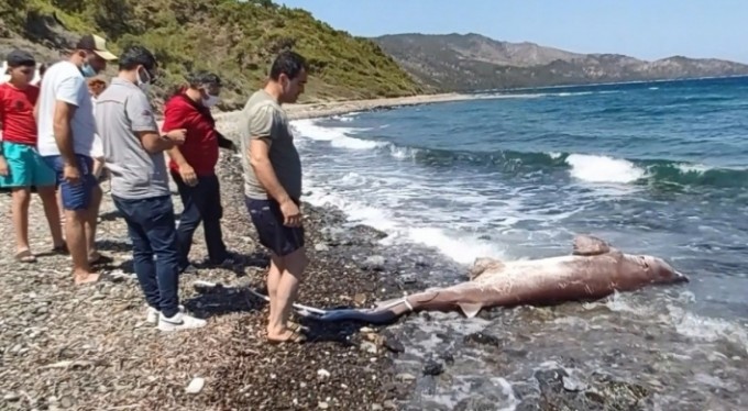 Dev köpekbalığı kıyıya vurdu