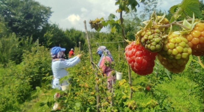 Ahududu hasadı üreticinin yüzünü güldürdü