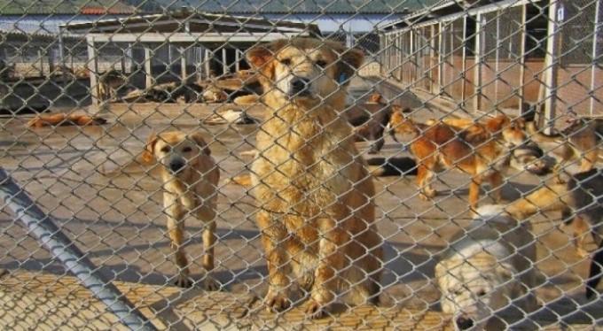 Hayvan hakları yasası geliyor!