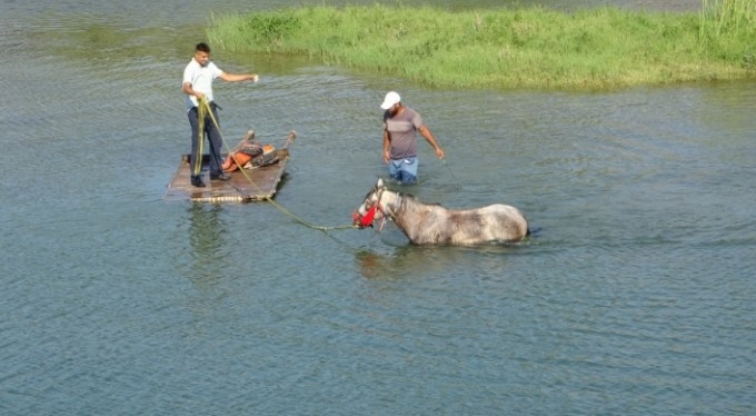Sıcaktan bunalan atı nehirde serinlettiler
