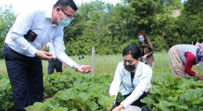Keles'teki çilek hasadına Kaymakam eli değdi