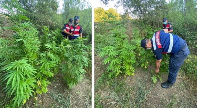 Bursa'da ormanda kenevir ele geçirildi