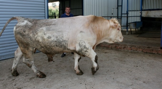 Bursa'da dev kurbanlık görenleri şaşırtıyor