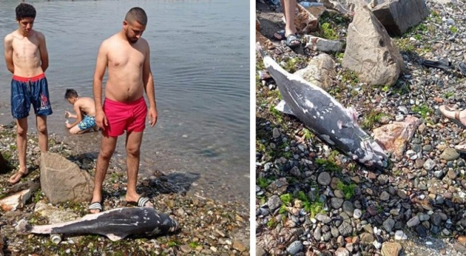 Ölü yunus balığı yavrusu kıyıya vurdu
