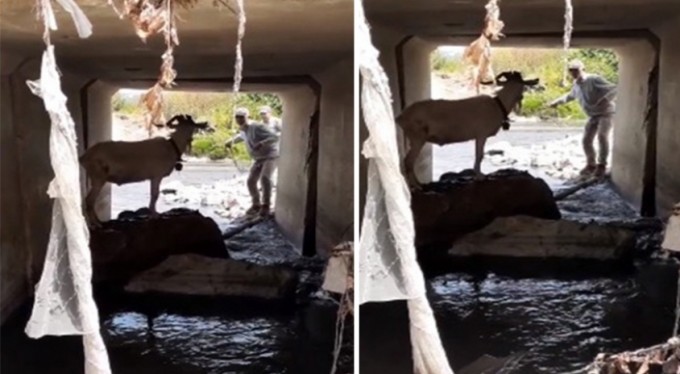 Bursa'da kaçan kurbanlık keçisini kementle yakalamaya çalıştı