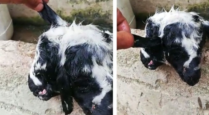 Çift başlı kuzunun sahibi konuştu: "Şaşkına döndüm"