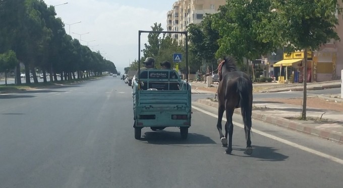 Atı araca bağlayıp çektiler