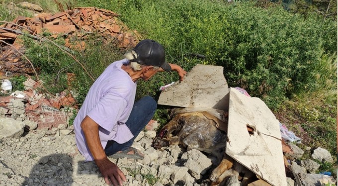 Zehirlenen sakat ve hasta köpeklerinin başında göz yaşı döktü