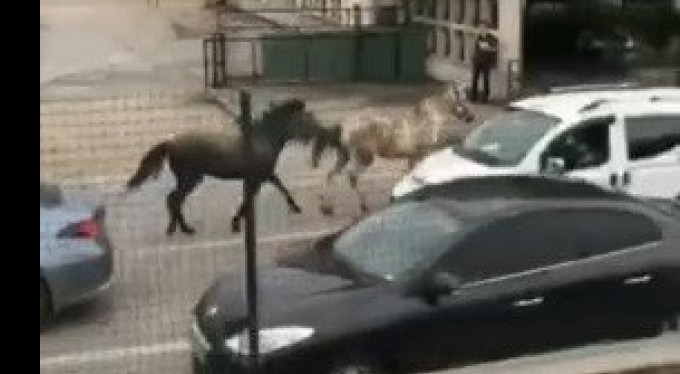 Bursa'da başıboş atlar trafiği birbirine kattı