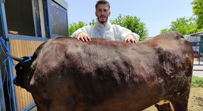 Masaj yaparak büyüttüğü hayvanların kilosunu bin 200 dolardan satıyor