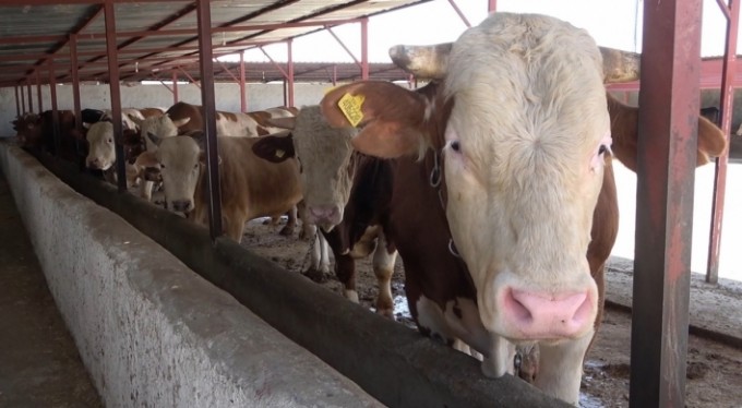 Kurbanlık hayvan seçerken bunlara dikkat