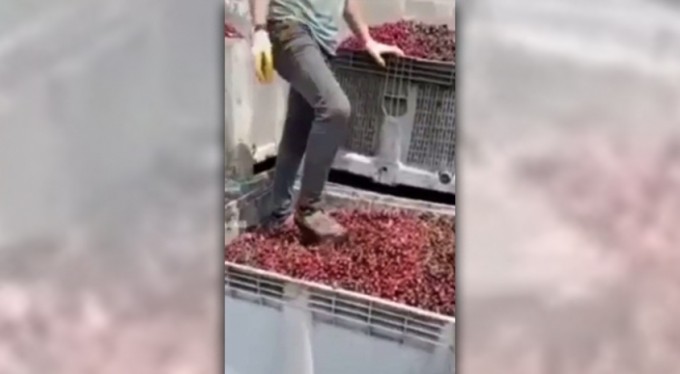 Meyve suyu tesisi ürün toplama merkezinde mide bulandırıcı görüntü: 4 gözaltı