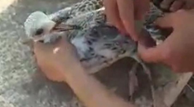 Gagasına misina dolanan martı amatör balıkçı tarafından kurtarıldı