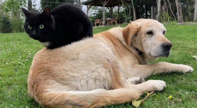 Hayvanları Koruma Kanunu ile Türk Ceza Kanununda Değişiklik yapılmasına Dair Kanun Teklifi kabul edildi