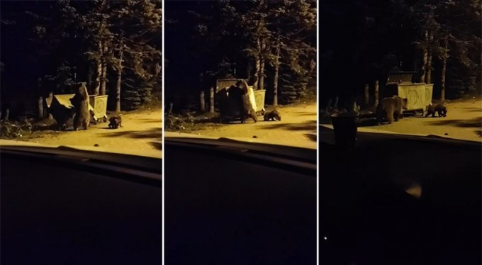 Yiyecek arayan anne ayı ve yavrusunun renkli görüntüleri