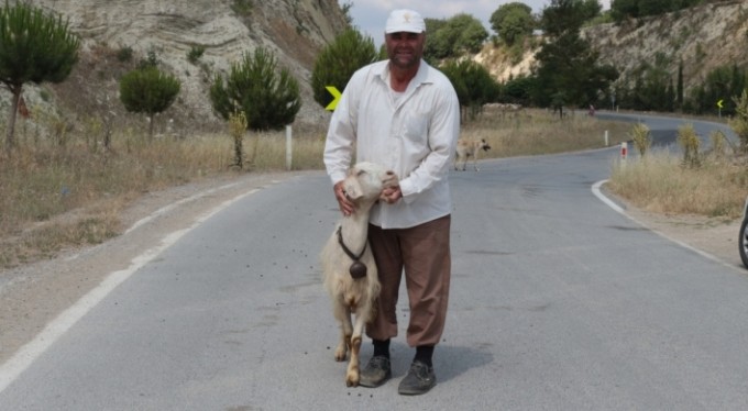 Bu keçi diğerlerinden çok farklı