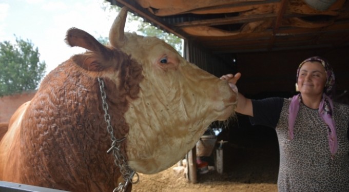 İri cüssesi nedeniyle Kurban Pazarı'na çıkarılamıyor