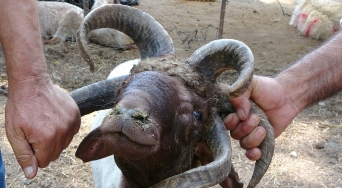 5 boynuzlu kurbanlık koç alıcısını bekliyor