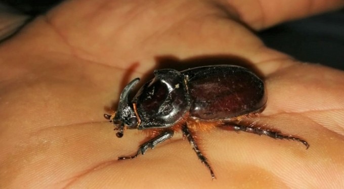 Kahramanmaraş'ta gergedan böceği görüldü