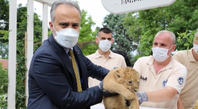 Bursa'da aslan ailesinde yavru sevinci