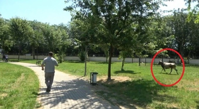 Bursa'da kurbanlık düve spor tesisine girdi