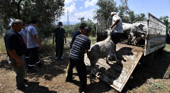 Boğalar, kurban yakalama timinden kaçamadı