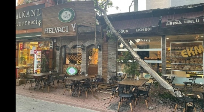 Asırlık çınarın dalı böyle devrildi, faciadan dönüldü