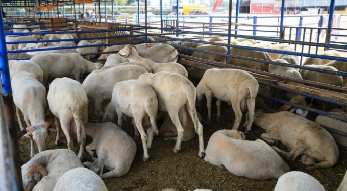 Nilüfer'de kurban kesim yerleri belirlendi