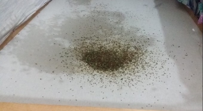 Bursa'nın dağ yöresinde yaşayan kadınlar çiçek tohumu üretiyor