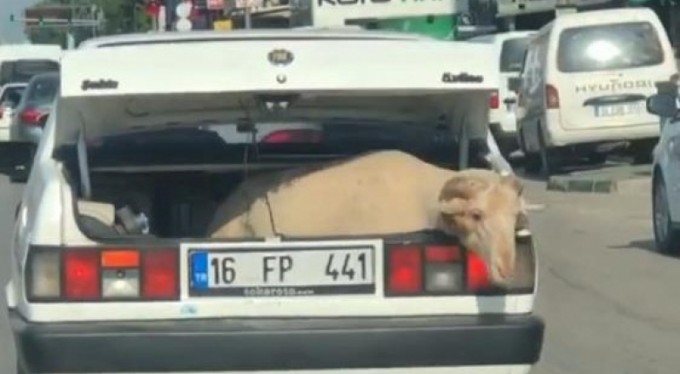 Bagajda yolculuk yapan koyun kameralara yansıdı
