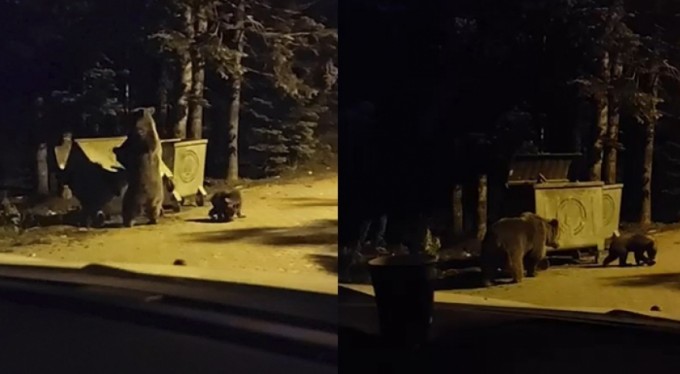 Uludağ'da ayının saldırısına uğradı