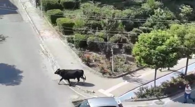 Bursa'da dana kaçtı mahalleli kovaladı