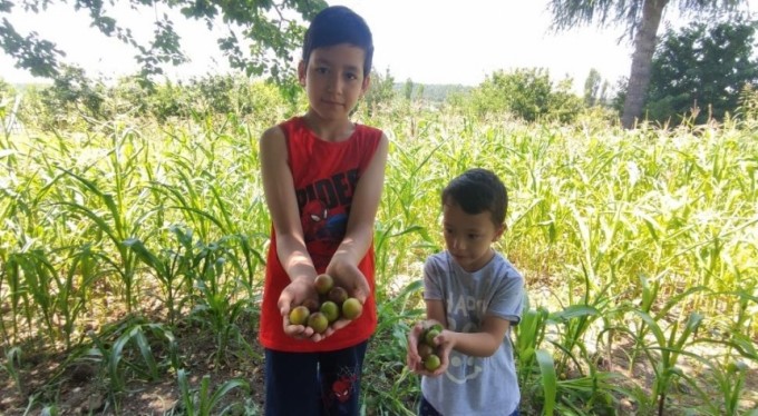 Bu tarladaki meyve ve sebzeler herkese bedava