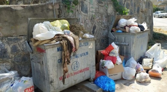 Uyarılar dikkate alınmadı, karasinek çoğaldı