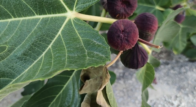 Dünyaca ünlü meyve Avrupa'ya gitmeye hazırlanırken dökülmeye başladı