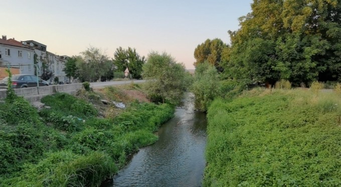 Şehrin merkezindeki derede yüzlerce ölü balık kıyıya vurdu